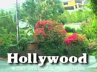 HOLLYWOOD HILLS